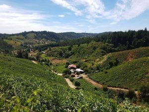 Lee más sobre el artículo Guarilihue mirando al mar