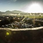 ¿Qué es la maceración carbónica?