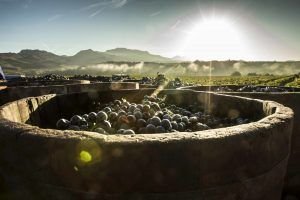 Maceración Carbónica