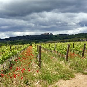 Beneficios de la agricultura orgánica