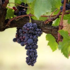 Carignan en Portezuelo