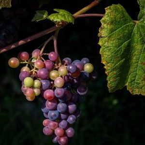 Vitivinicultura Chilena Valor Universal