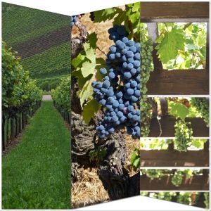 Lee más sobre el artículo Los sistemas de conducción de la vid