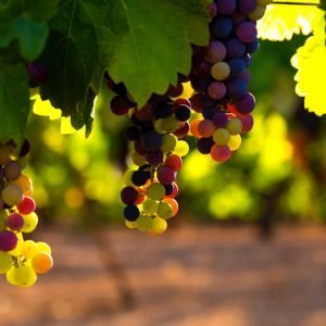 Vitivinicultura en el Valle de Malleco