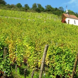 vitivinicultura en tiempos de colonia