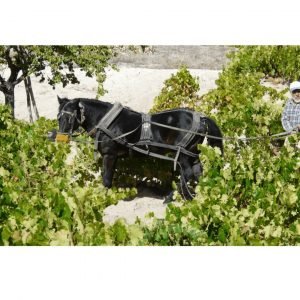 pequeños productores viñas chilenas