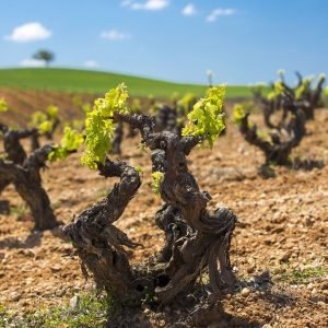 Historia del Arte de Hacer Vino